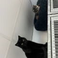Vlinder en Cleo